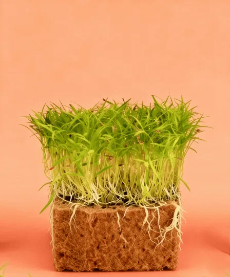 Carrot Falla